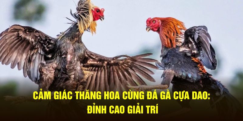 Cảm giác thăng hoa cùng đá gà cựa dao 33win