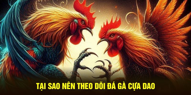 Tại sao nên theo dõi đá gà cựa dao 